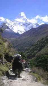 yaks-with-beautiful-ama-dablam-6812-m-in-the-back