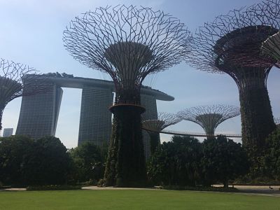 img_singapore_trees