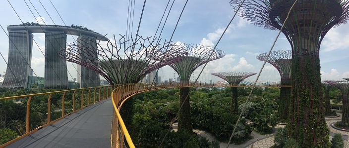 img_singapore_trees3